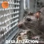 Rata capturada