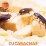 Foto de cucarachas