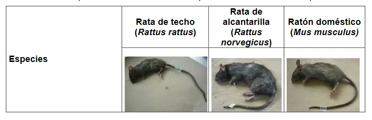 imagenes de diferentes roedores