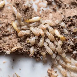Foto de termitas obreras y termitas soldado