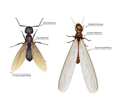 Diferencia termita y hormiga voladora